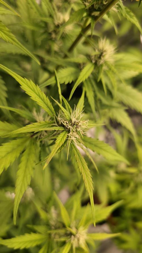 Banana Kush Cake (First Grow). Week 2
