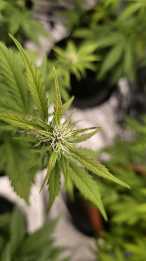 Banana Kush Cake (First Grow). Week 2