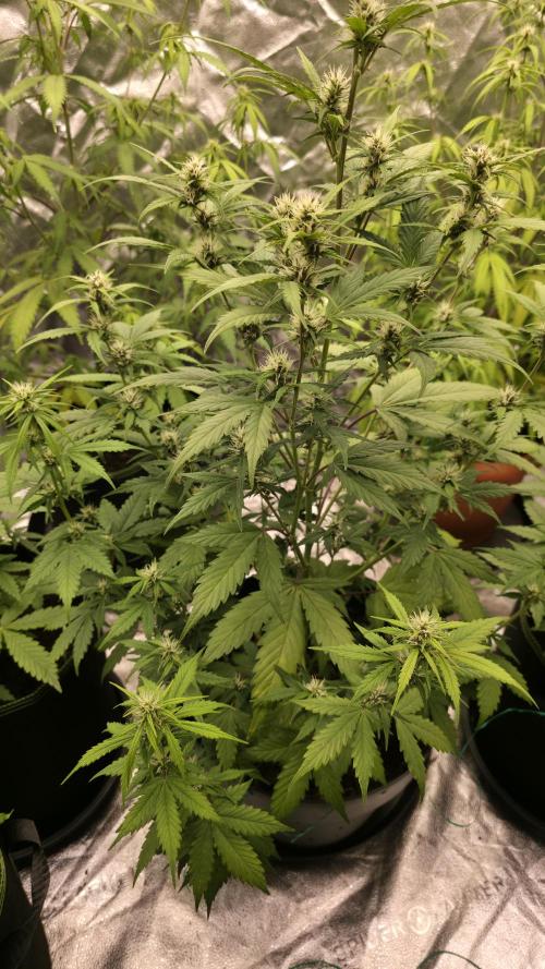Banana Kush Cake (First Grow). Week 2