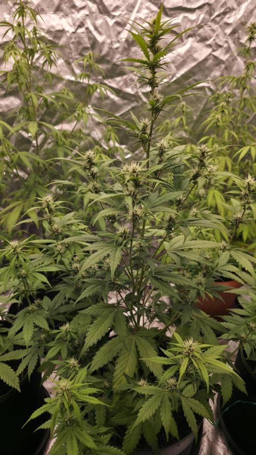 Banana Kush Cake (First Grow). Week 2