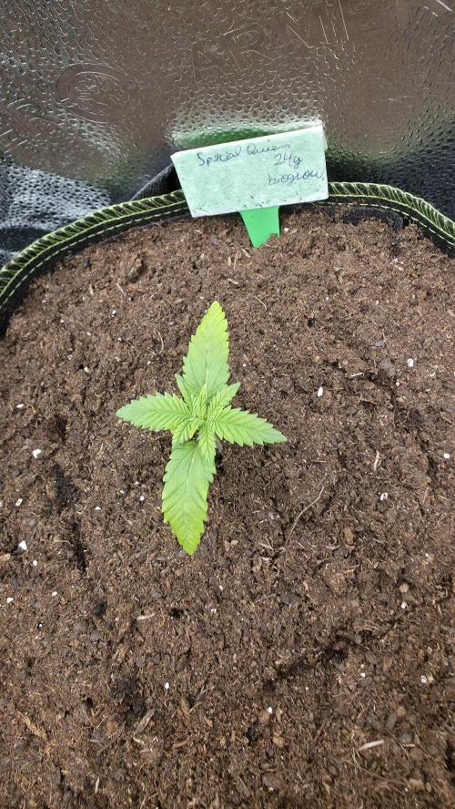 Special Queen Fem.. Week 1