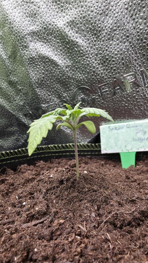 Special Queen Fem.. Week 1