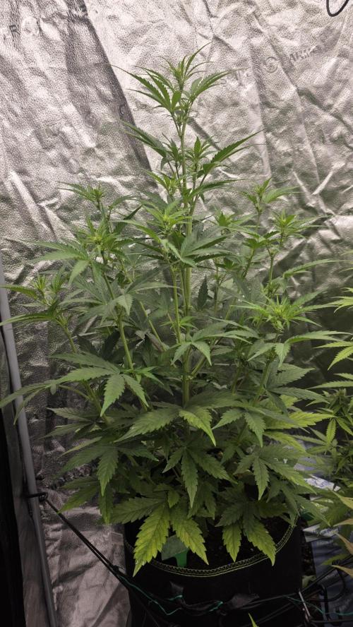 Sensi Seeds - Sticky Orange XXL Auto. Week 5 - "B"