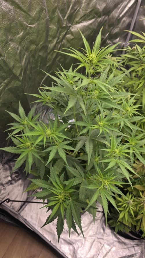 Sensi Seeds - Sticky Orange XXL Auto. Week 5 - "B"