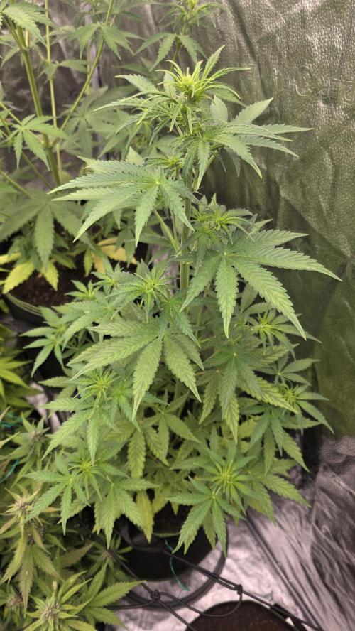 Sensi Seeds - Sticky Orange XXL Auto. Week 5 - "D"