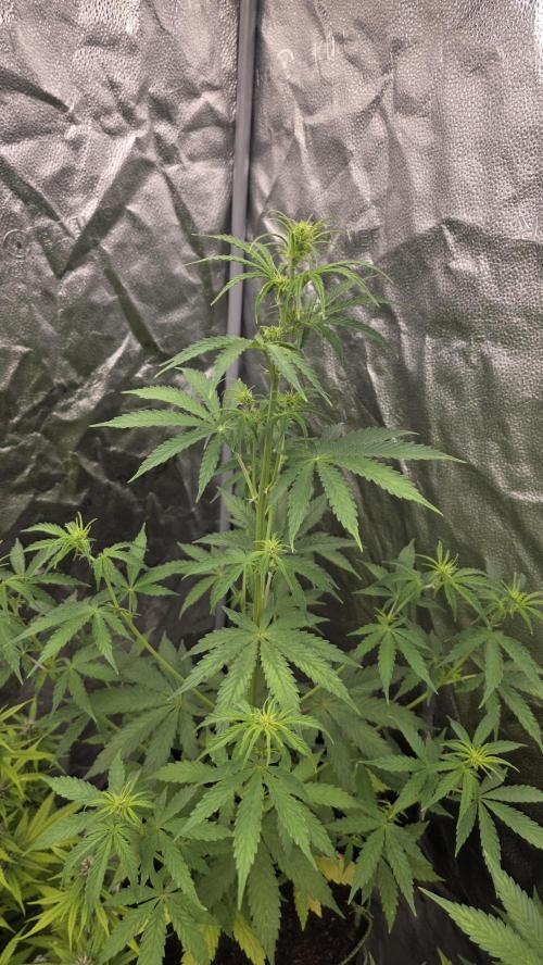 Sensi Seeds - Sticky Orange XXL Auto. Week 5 - "D"