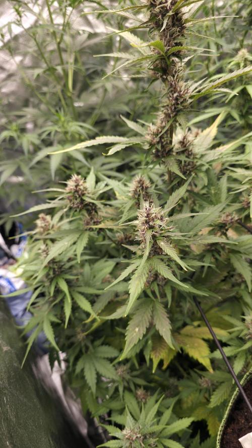 Banana Kush Cake (First Grow). Week 7