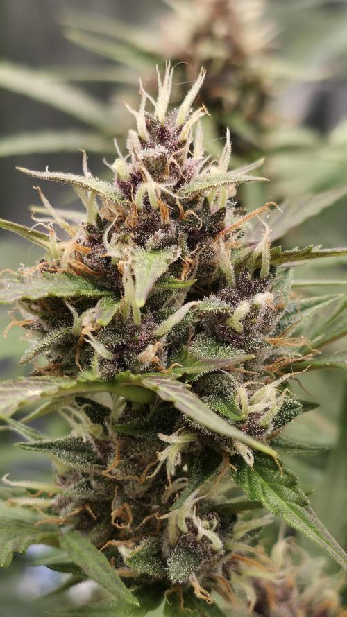 Banana Kush Cake (First Grow). Week 7