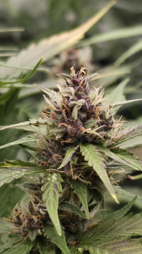 Banana Kush Cake (First Grow). Week 7