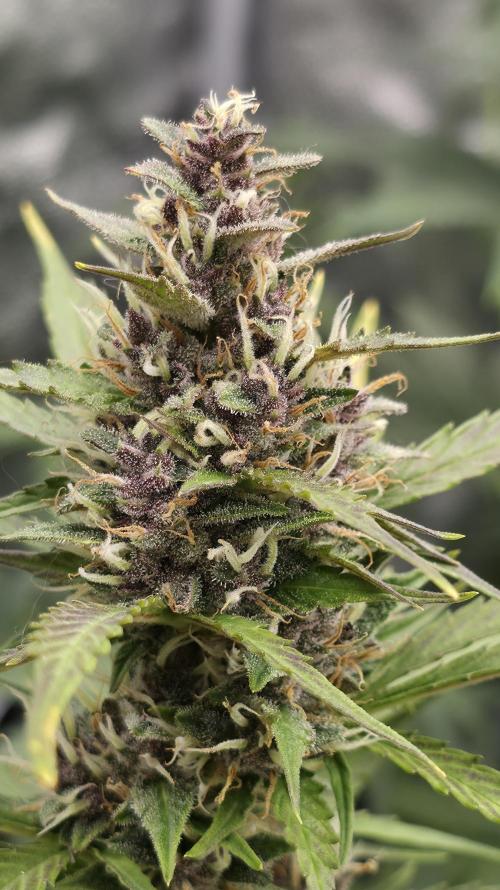 Banana Kush Cake (First Grow). Week 7