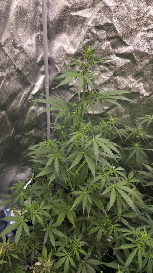 Sensi Seeds - Sticky Orange XXL Auto. Week 6