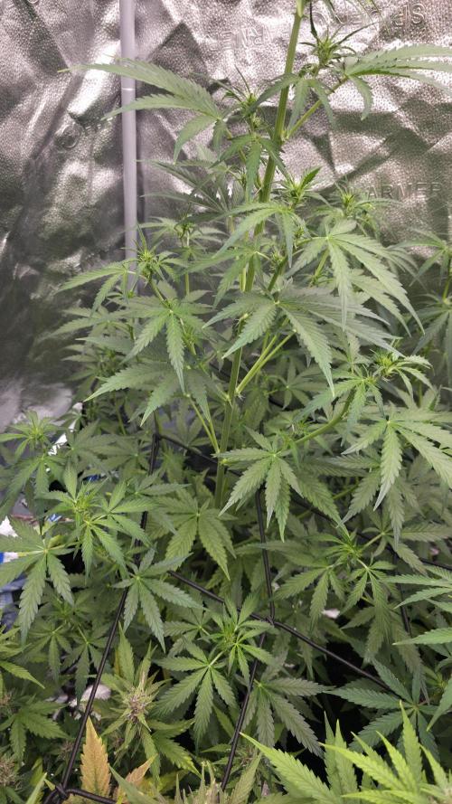 Sensi Seeds - Sticky Orange XXL Auto. Week 6