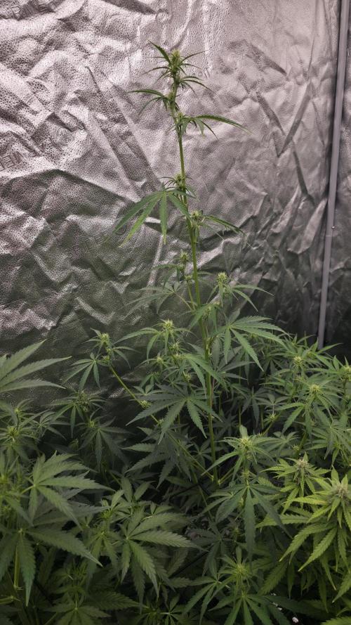 Sensi Seeds - Sticky Orange XXL Auto. Week 6