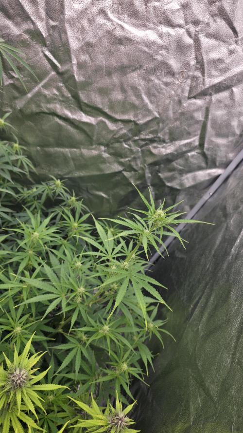 SF-4000. Week 6