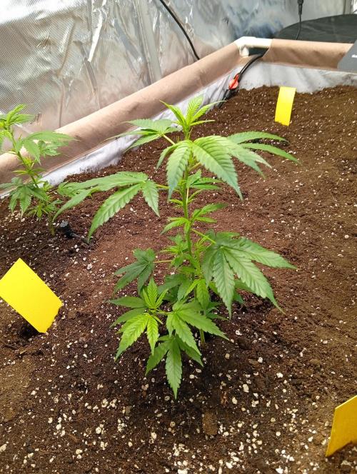 Jcob111. Week 2 - Bubble gum 