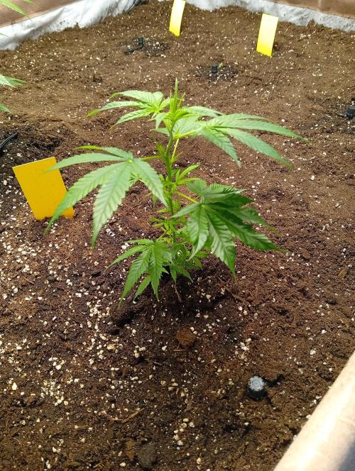 Jcob111. Week 2 - Bubble gum 
