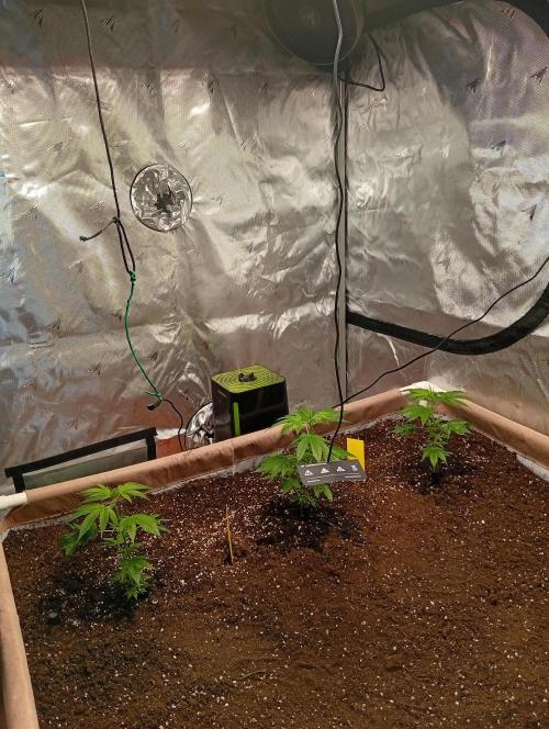 Jcob111. Week 2