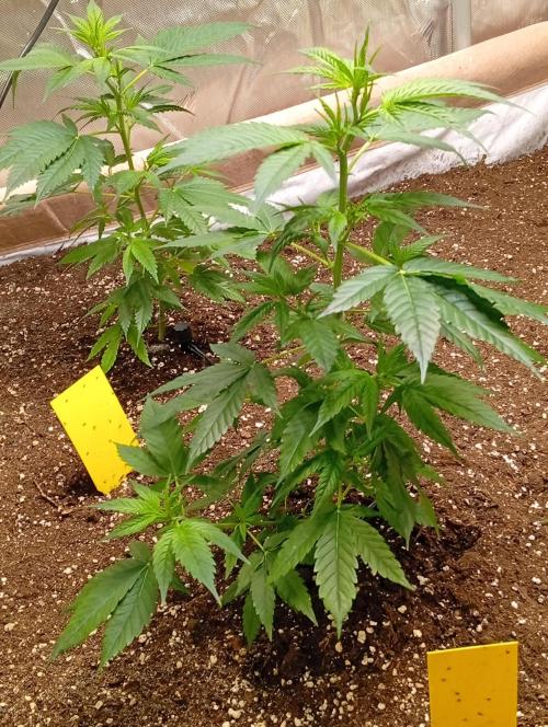 Jcob111. Week 3