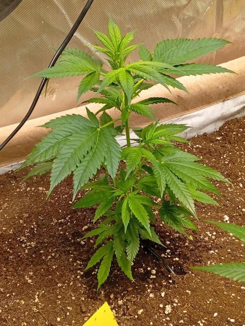 Jcob111. Week 3