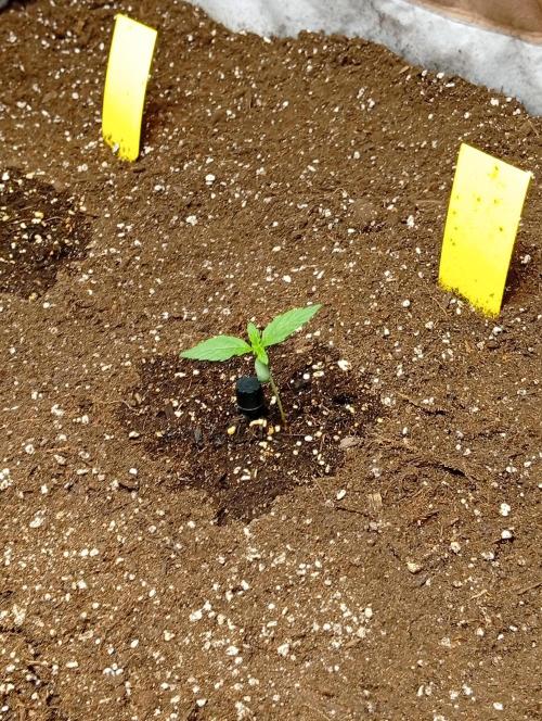 Jcob111. Week 3