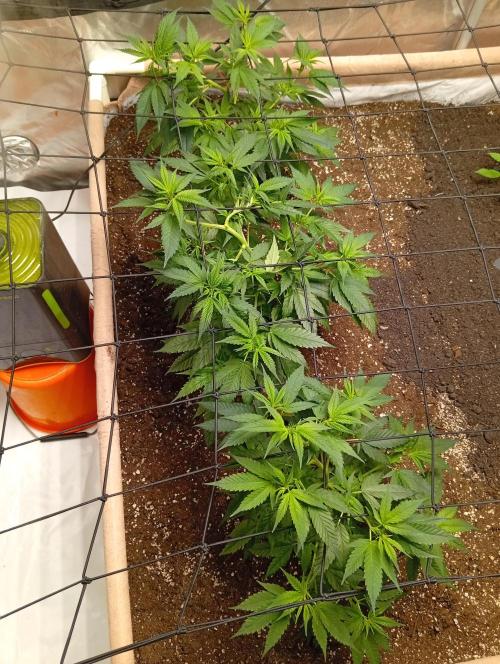 Jcob111. Week 4