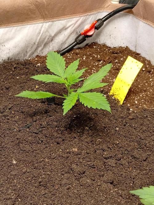 Jcob111. Week 4