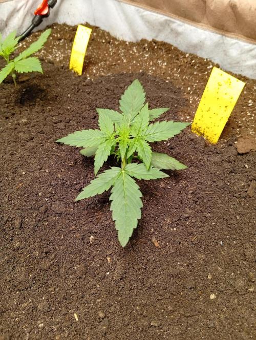 Jcob111. Week 4