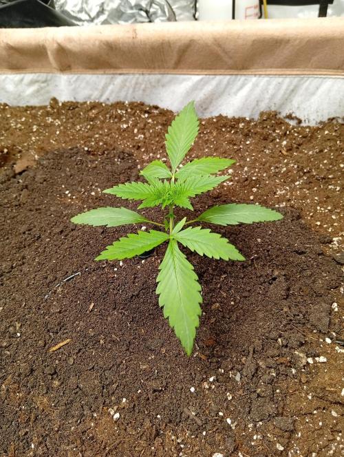 Jcob111. Week 4