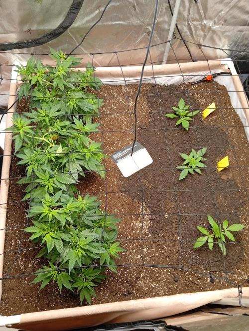 Jcob111. Week 4