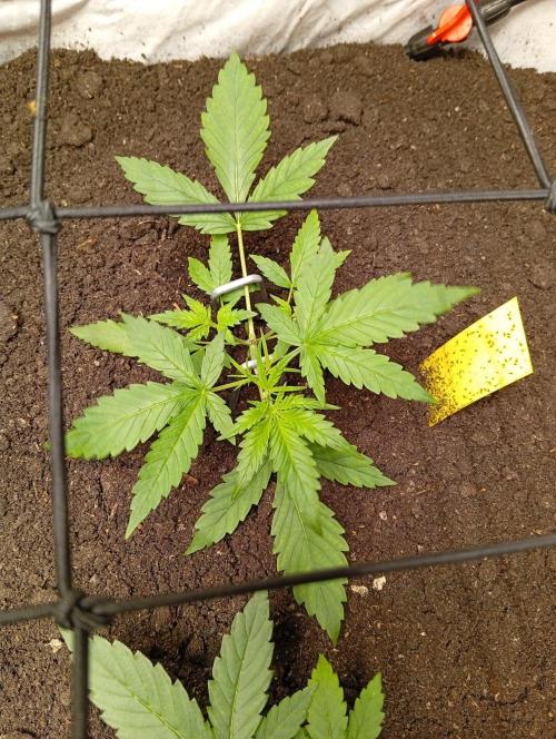 Jcob111. Week 5