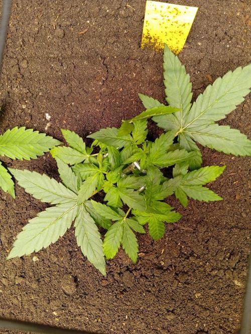 Jcob111. Week 5