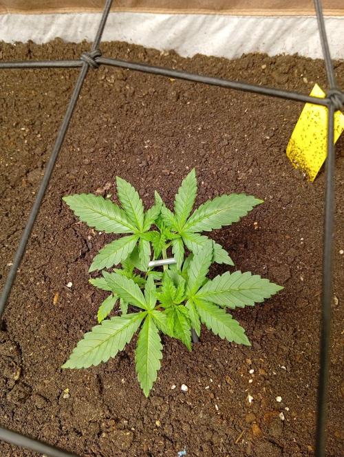 Jcob111. Week 5