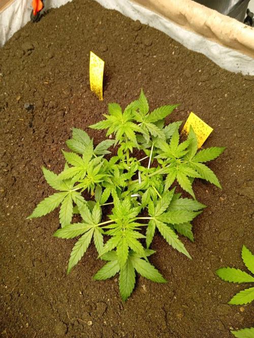 Jcob111. Week 6