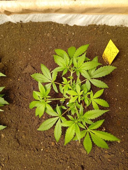 Jcob111. Week 6