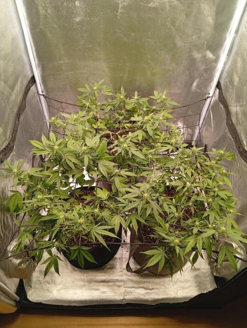 Jcob111. Week 7