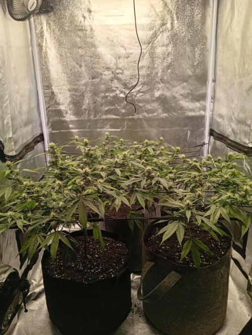 Jcob111. Week 8
