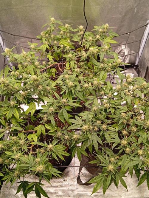 Jcob111. Week 9