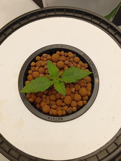 Hydro. Week 2