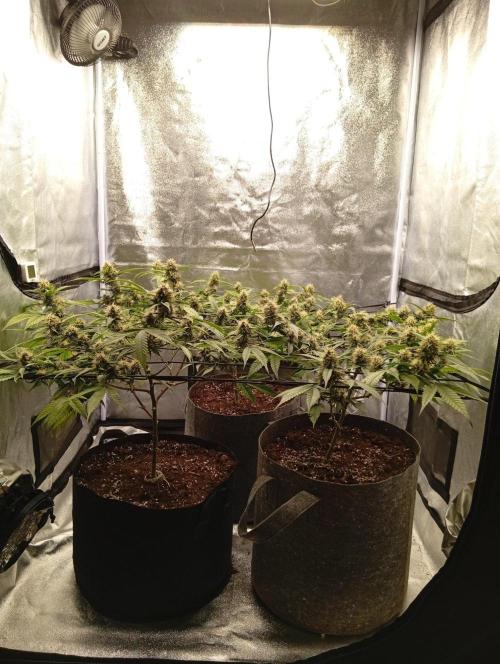 Jcob111. Week 10