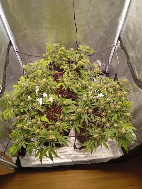 Jcob111. Week 10