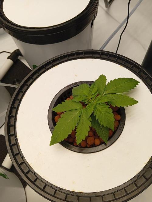 Hydro. Week 3