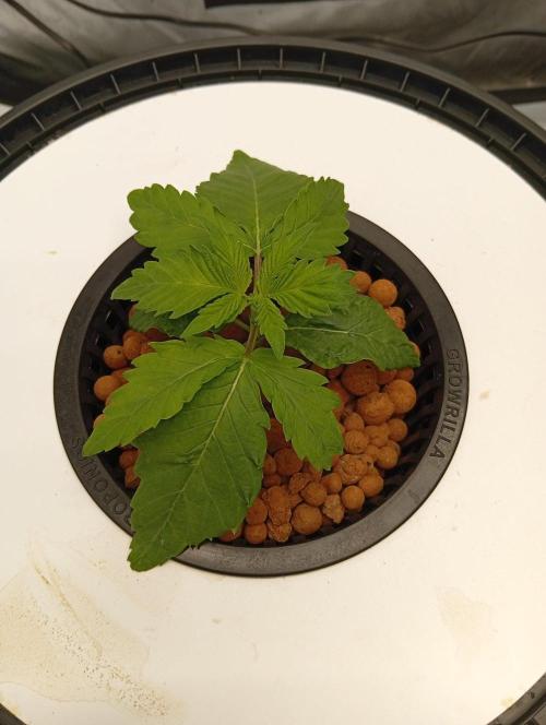 Hydro. Week 3