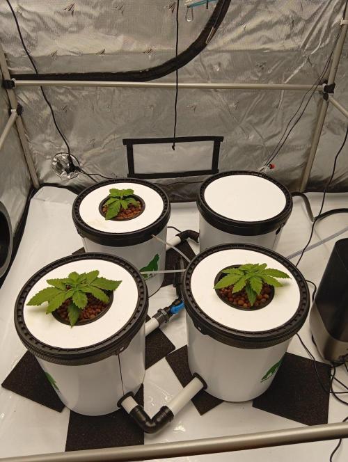 Hydro. Week 3