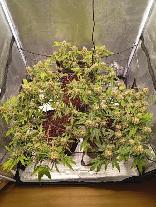 Jcob111. Week 11