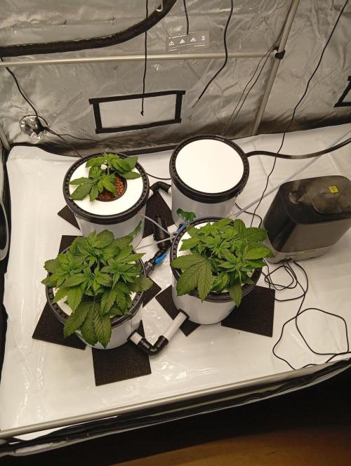 Hydro. Week 4