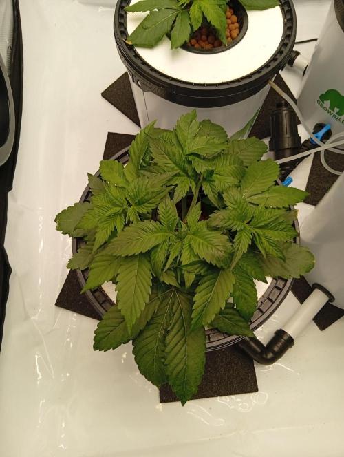 Hydro. Week 4