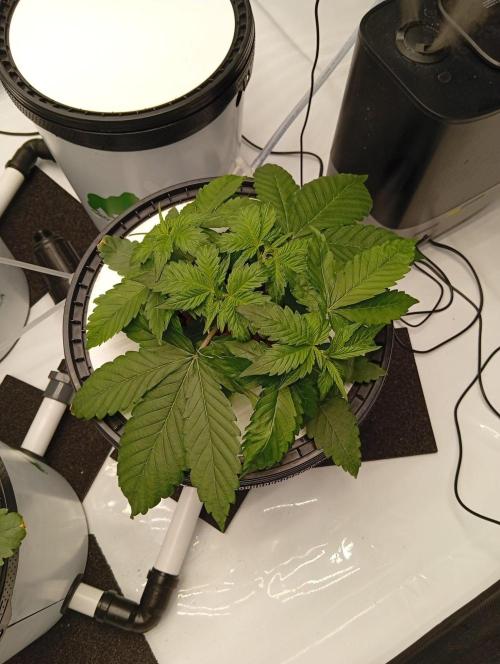Hydro. Week 4