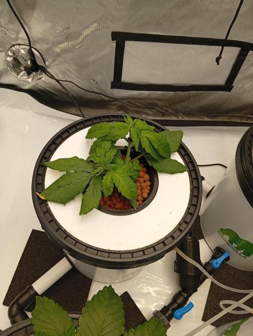 Hydro. Week 4