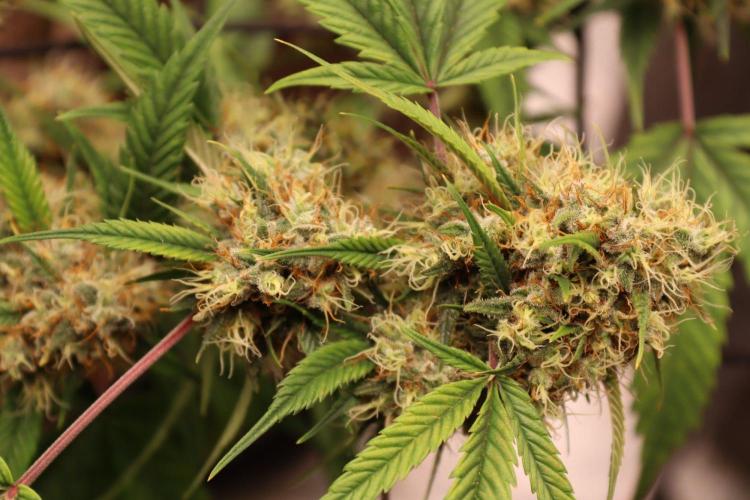 Maxibright. Week 12