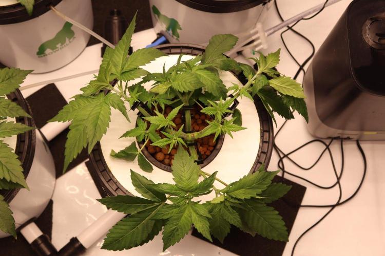 Hydro. Week 5